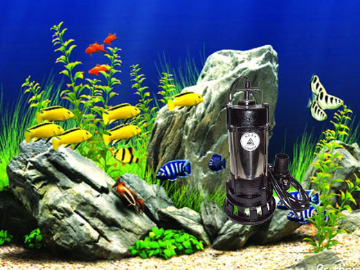 Một số lưu ý khi chọn và đặt máy thổi khí mini cho bể cá nhà bạn