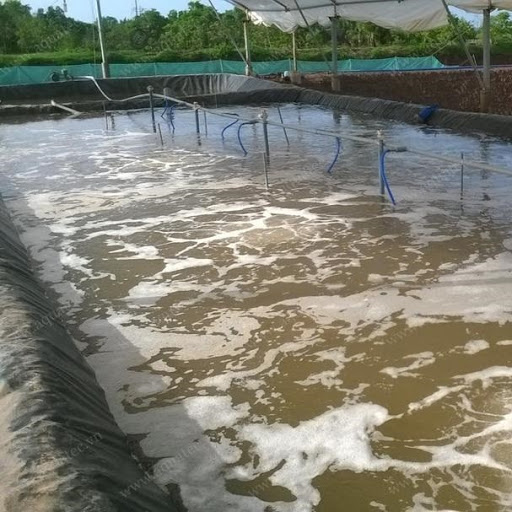 Vai trò của máy thổi khí con sò trong nuôi trồng thủy sản