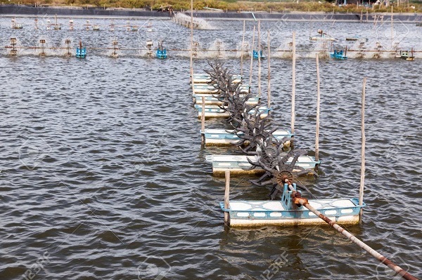 Tăng năng suất và lợi nhuận với máy tạo thổi oxy cho nuôi trồng thủy sản