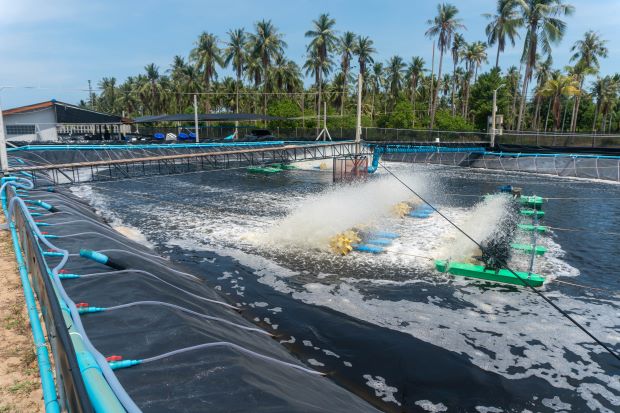 Tăng năng suất và lợi nhuận với máy tạo thổi oxy cho nuôi trồng thủy sản