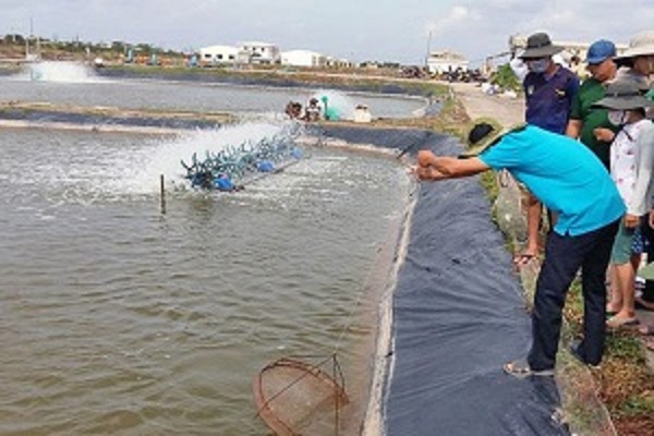 Tầm quan trọng của máy thổi khí con sò trong nuôi trồng thủy sản