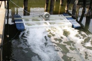 Áp dụng máy thổi khí con sò vào canh tác thủy hải sản